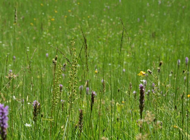 Hoch- und Flachmoor: Tiefenwald